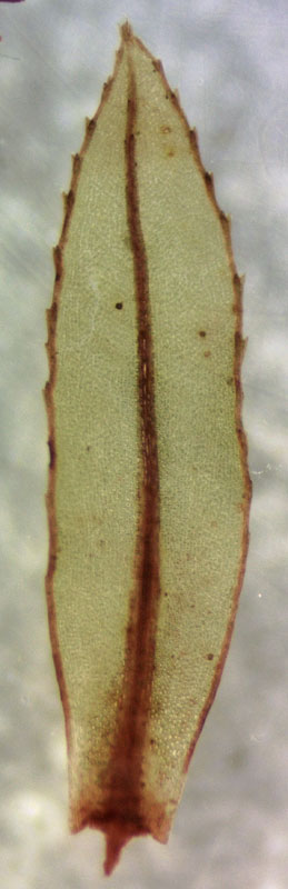 Mnium lycopodioides